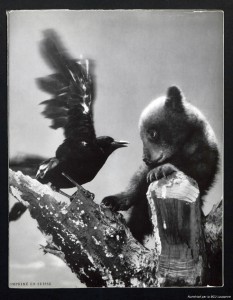 Deux petits ours, photo Ylla, texte Paulette Falconnet, Lausanne, La Guilde du Livre, 1954, couverture.