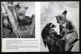 Deux Petits Ours, photo Ylla, texte Paulette Falconnet, Lausanne, La Guilde du Livre, 1954, n. p.